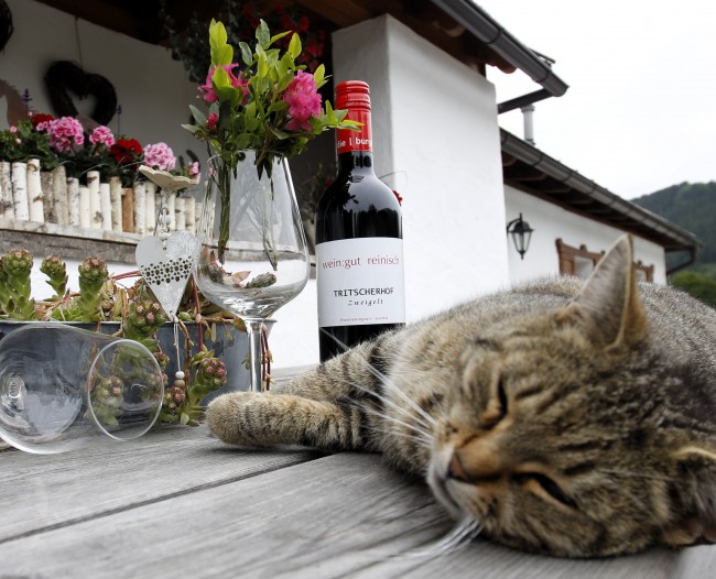 Unsere Hauskatze hatte wohl zu viel Hauswein 