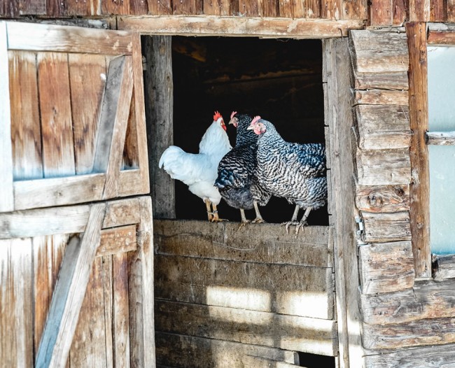 Unsere Hühner im Stall