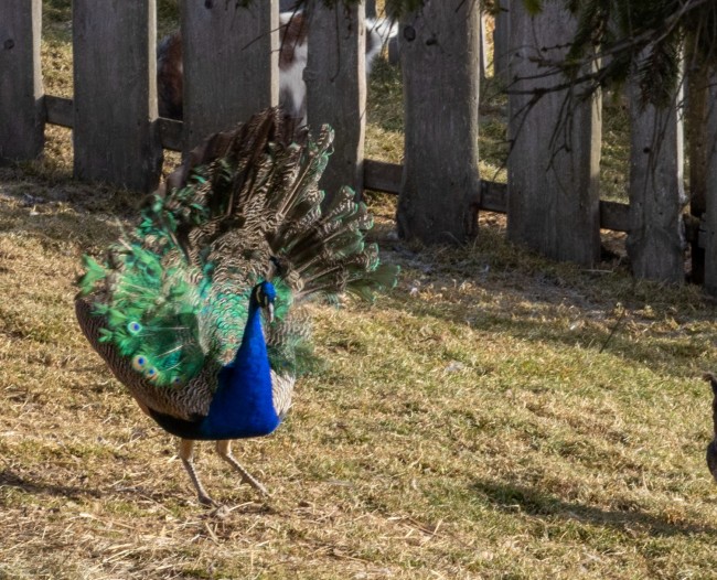 Unser blauer Pfau Detlef