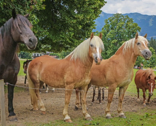 Pferde am Tritscherhof in Ramsau am Dachstein