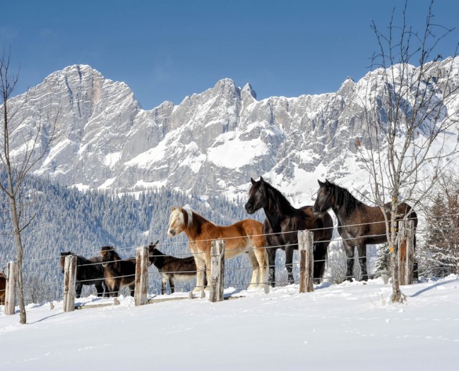 Pferde vor dem Dachsteinmassiv im Winter