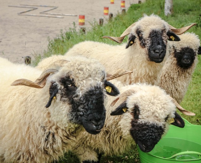 Schafe am Tritscherhof