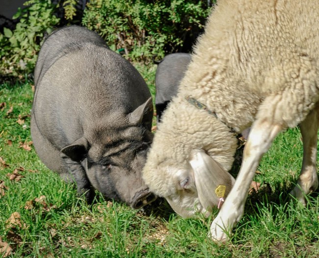 Schwein und Schaf auf der Weide